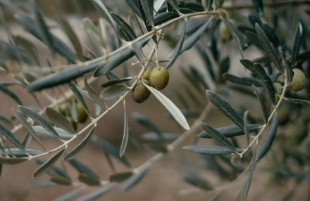 Oliveti in zona Olmo S.Andrea Pigli